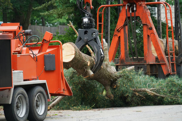 Best Organic Lawn Care Solutions  in St Marys, OH